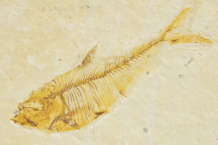 Juvenile Fossil Fish (Diplomystus) - Wyoming #318575